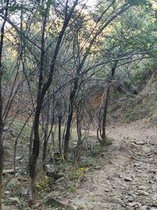 万价仙踪 万价仙踪